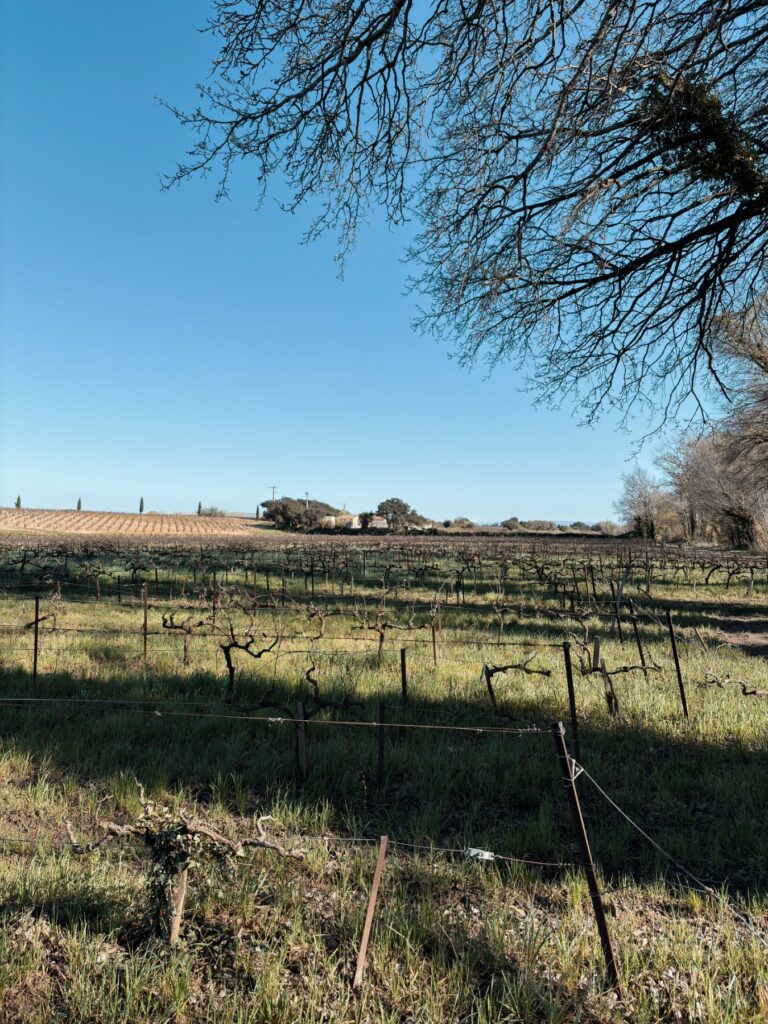 chateau domaine pegau vignes