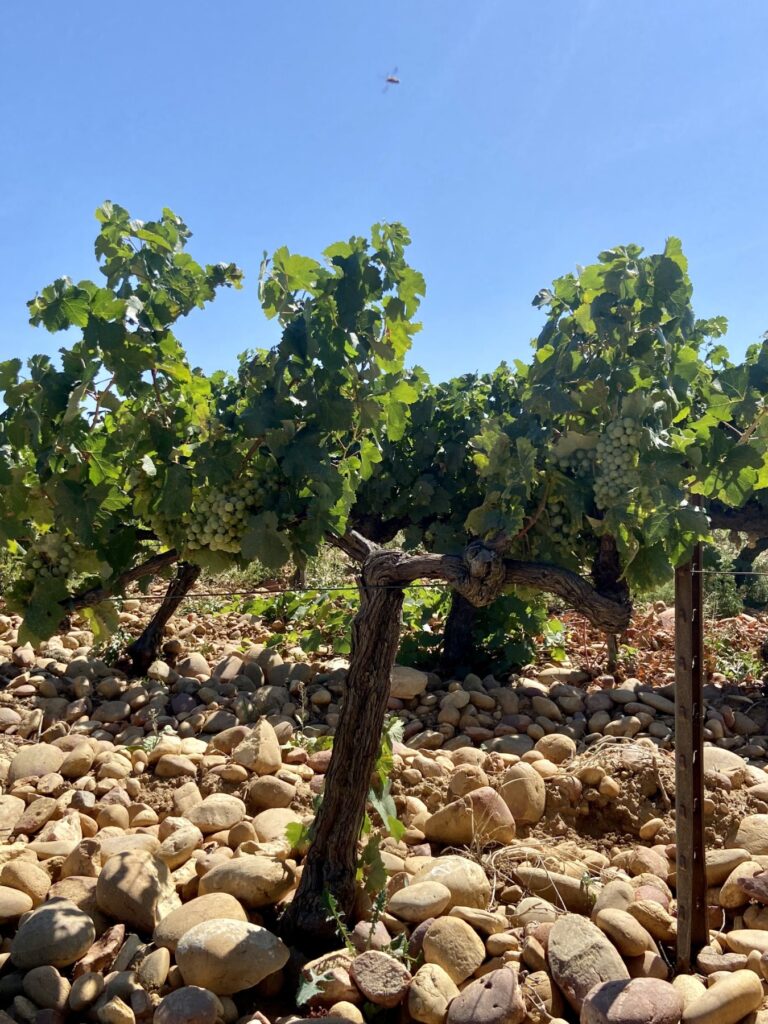 chateau domaine pegau vignes 1