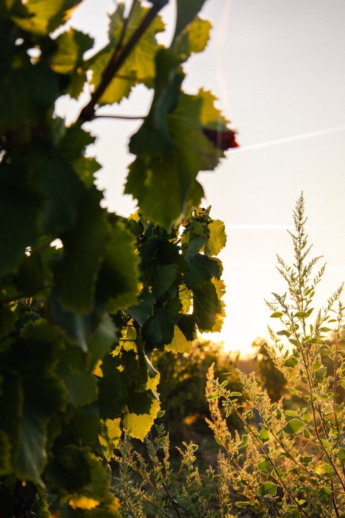 chateau domaine vignes pegau
