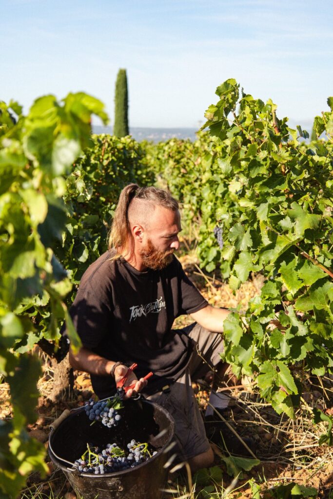 chateau pegau vendanges vignes