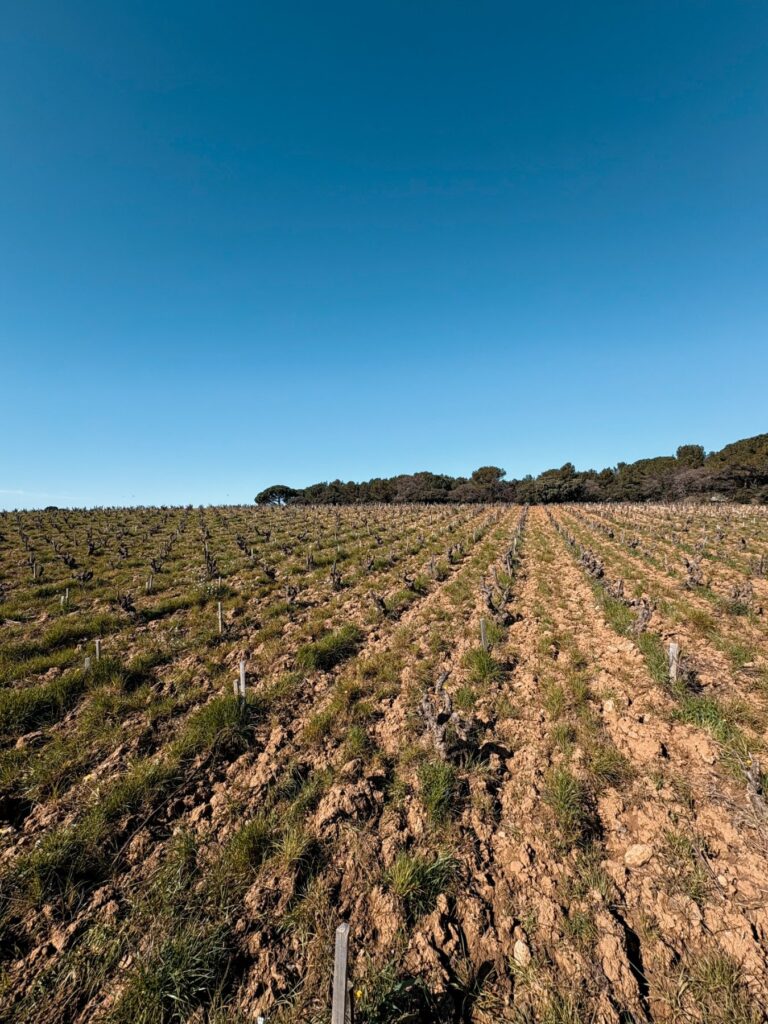 chateau vignes