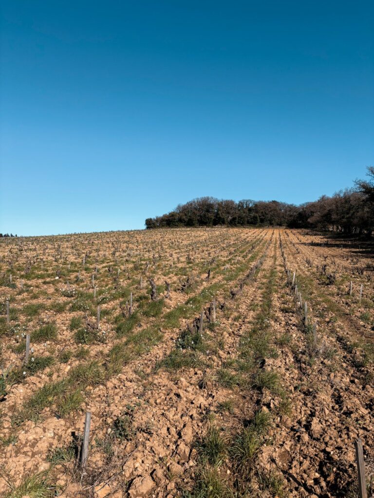 chateau vignes 1