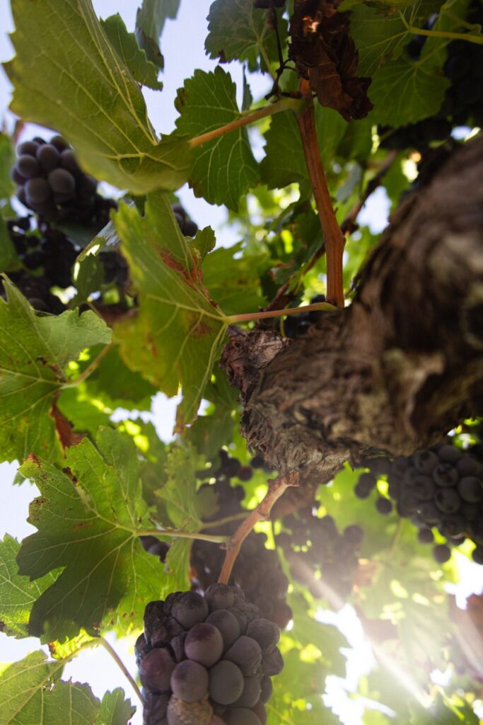 domaine chateau