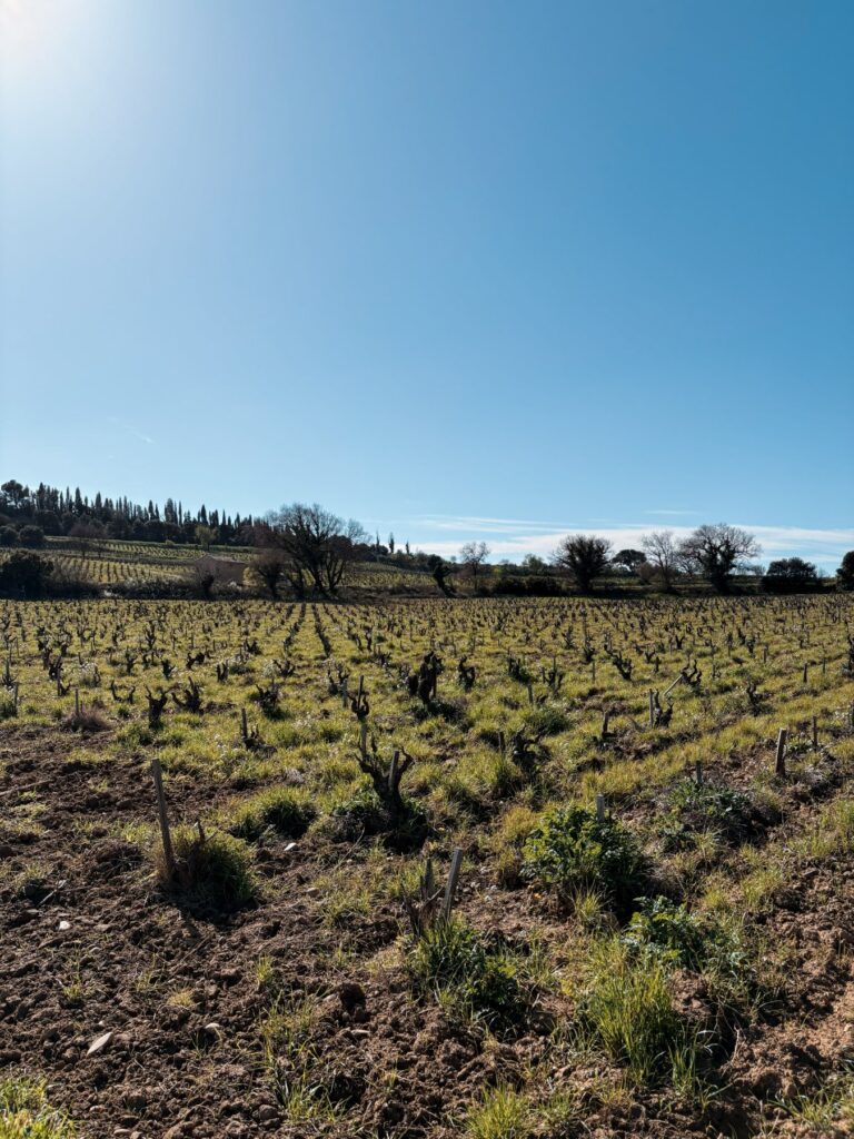 domaine chateau pegau vignes