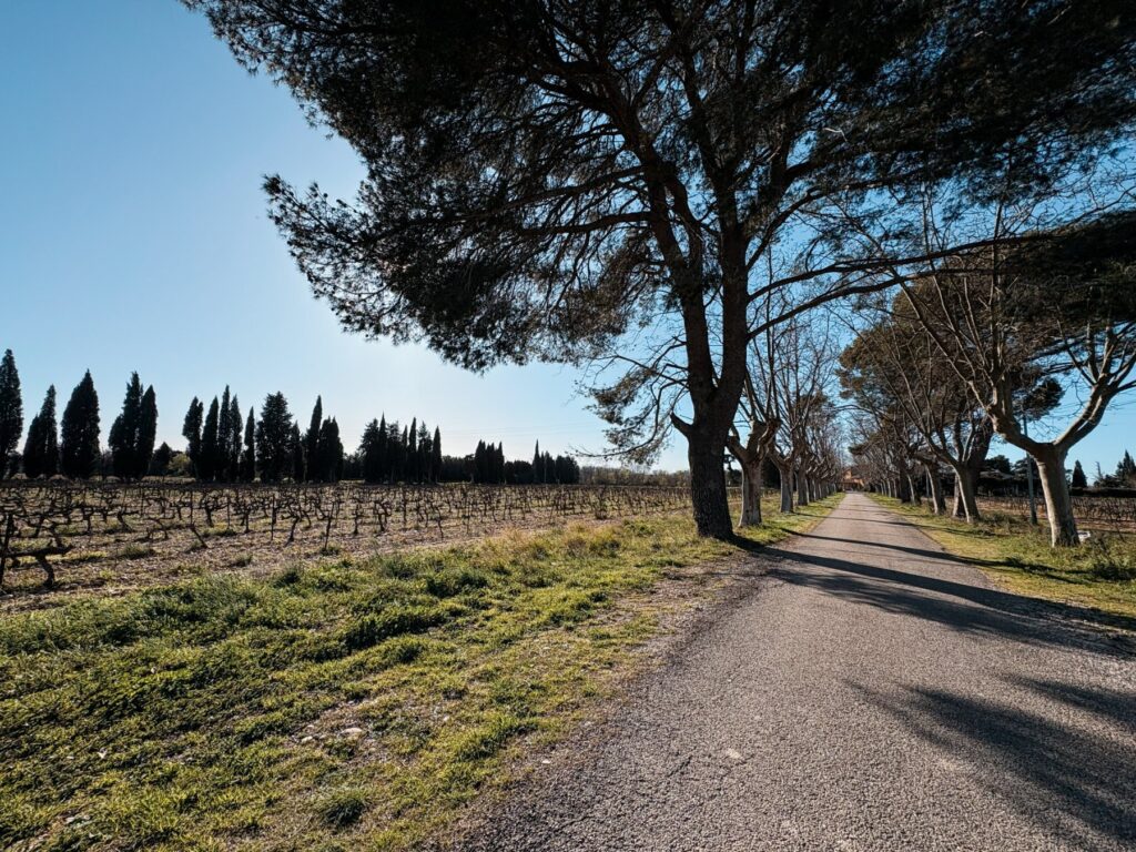 domaine vignes