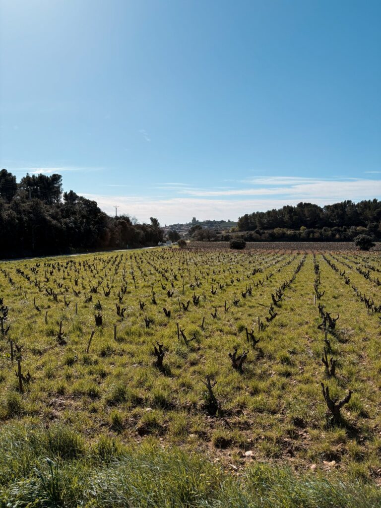 domaine vignes chateau