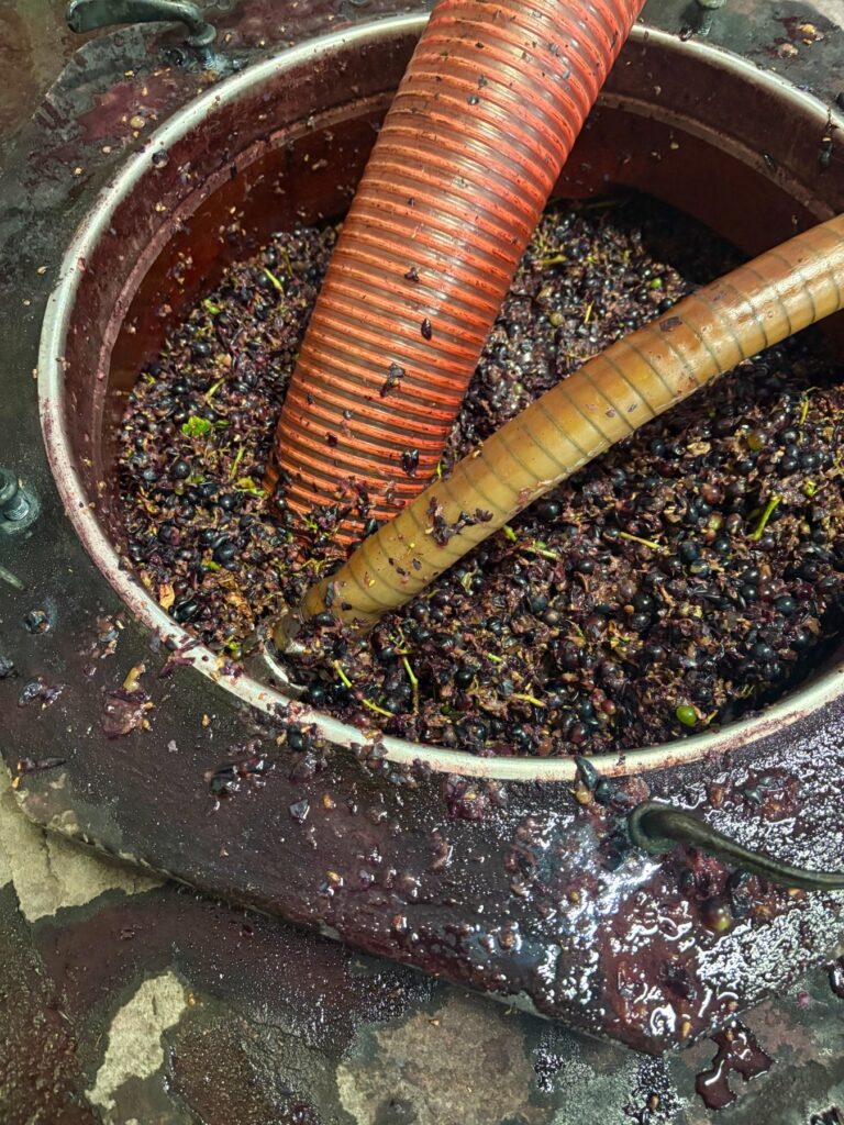 pegau domaine vignes