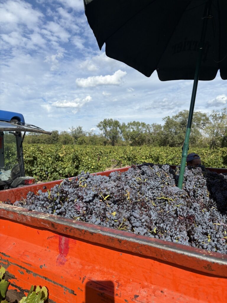 pegau vendanges domaine chateau