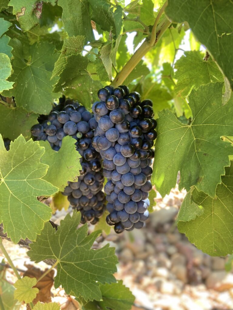 pegau vignes