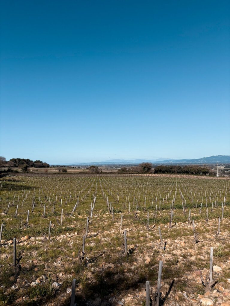 pegau vignes domaine chateau