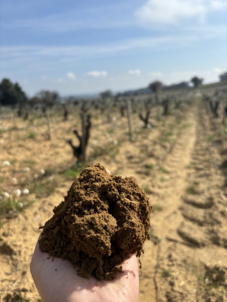 pegau vignes 1