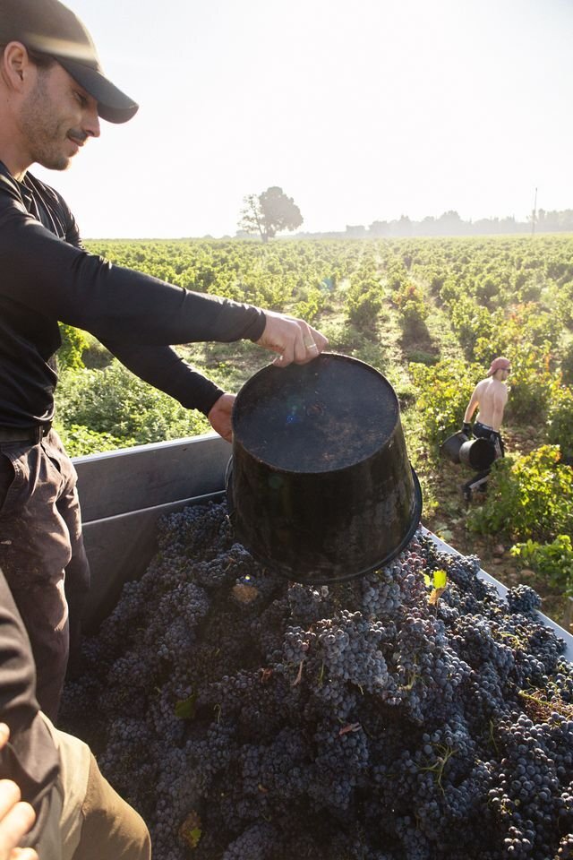 recolte vendange domaine pegau