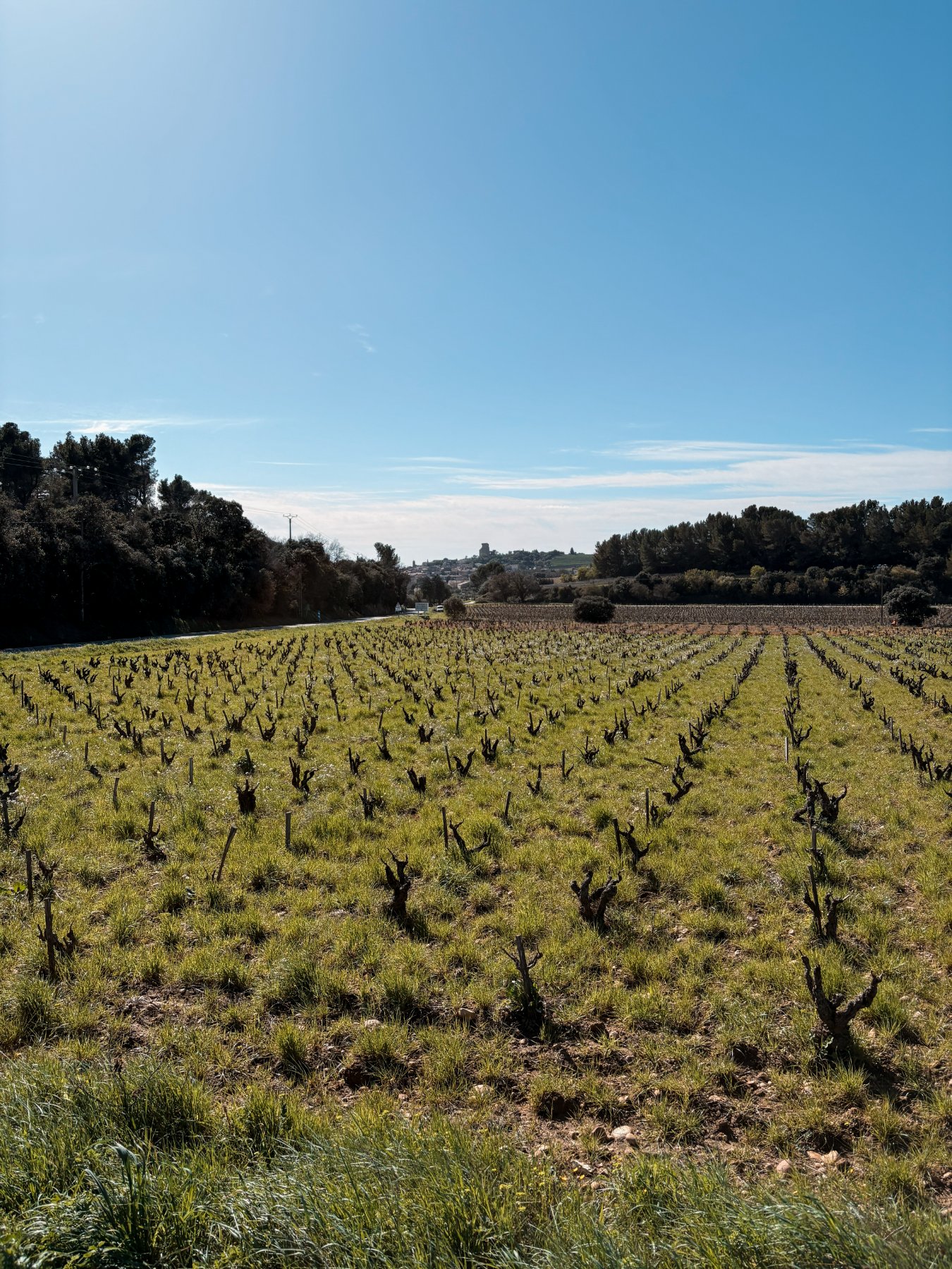 sols sableux terroir pegau