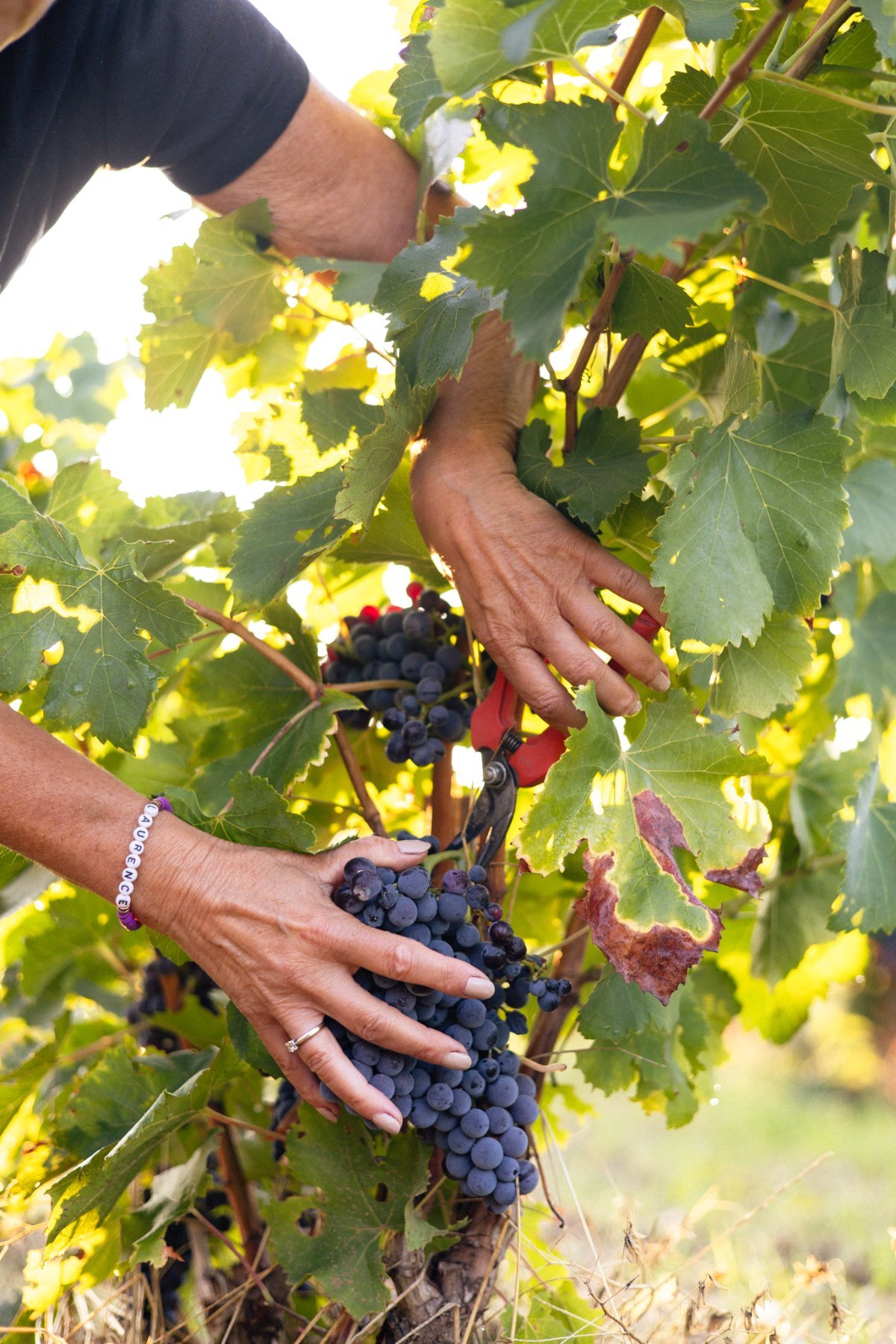 taille vignes domaine pegau