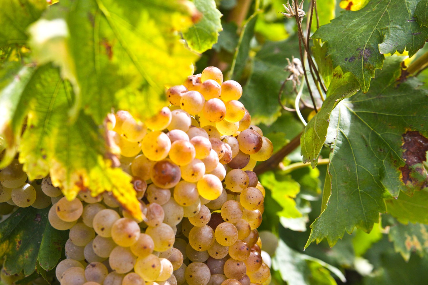 vignes blanc pegau