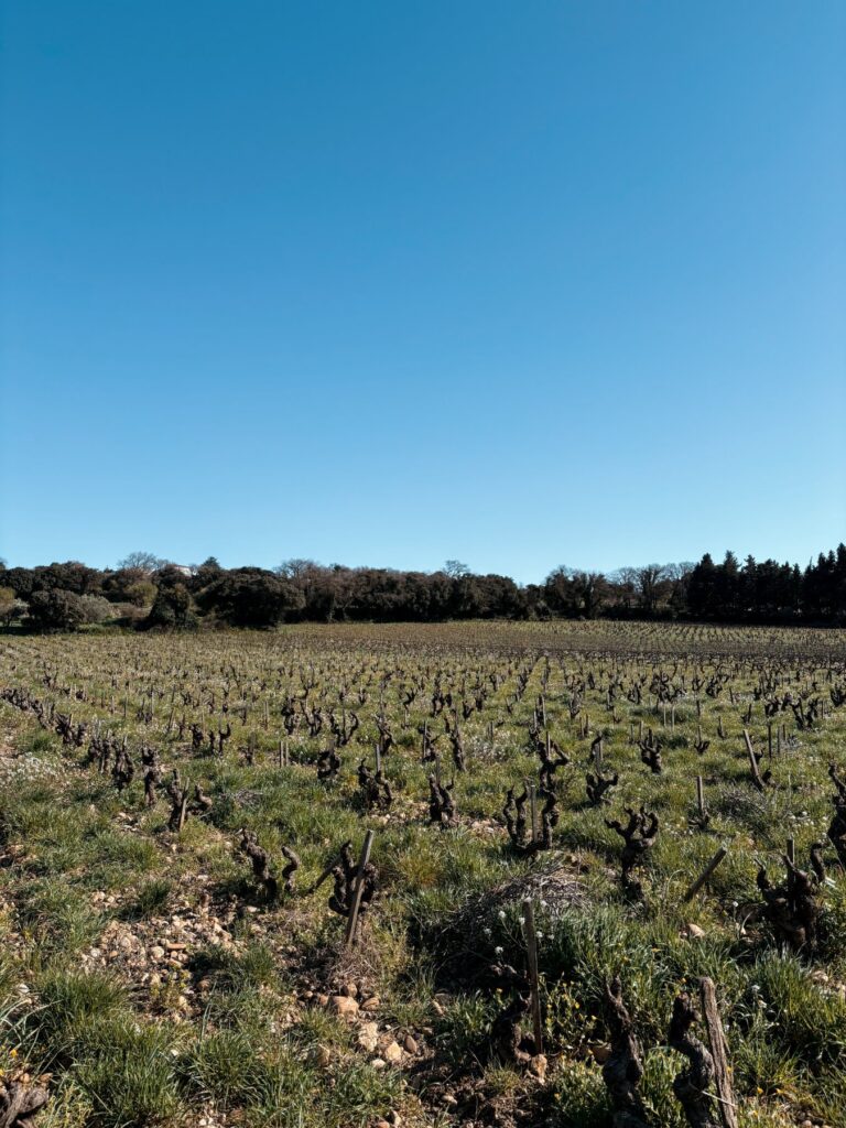 vignes chateau domaine