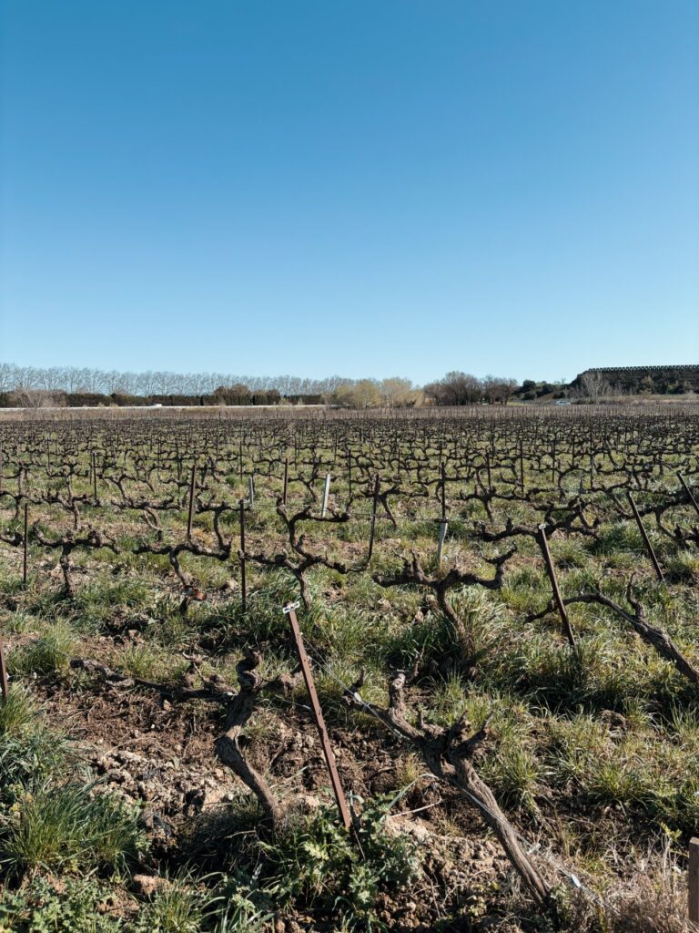 vignes chateau domaine pegau
