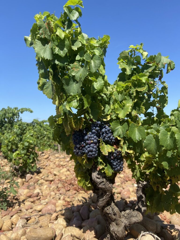 vignes chateau 1