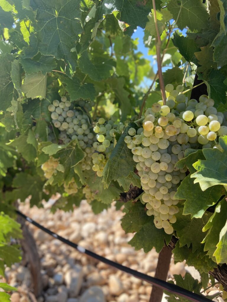 vignes domaine
