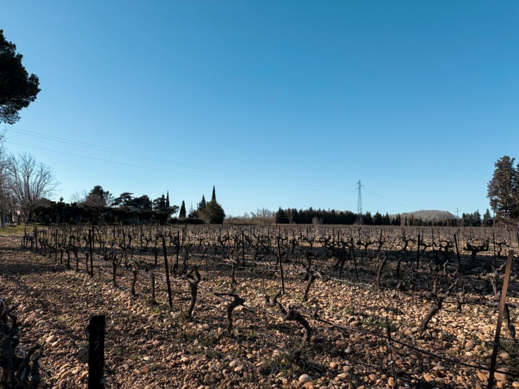 vignes domaine chateau
