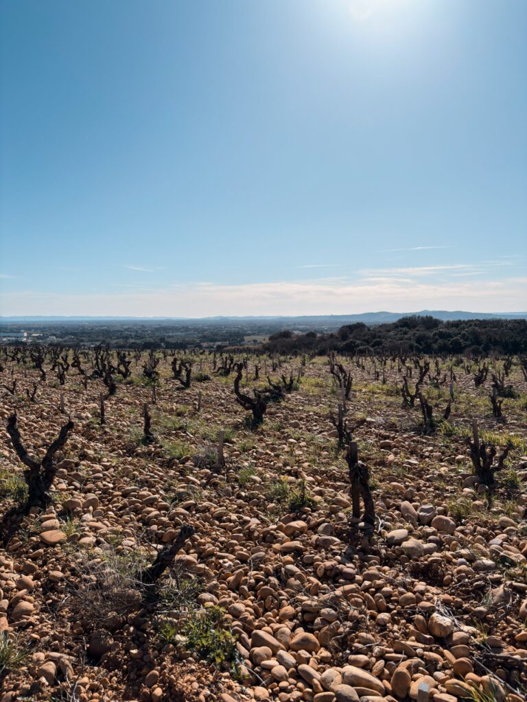 vignes domaine pegau