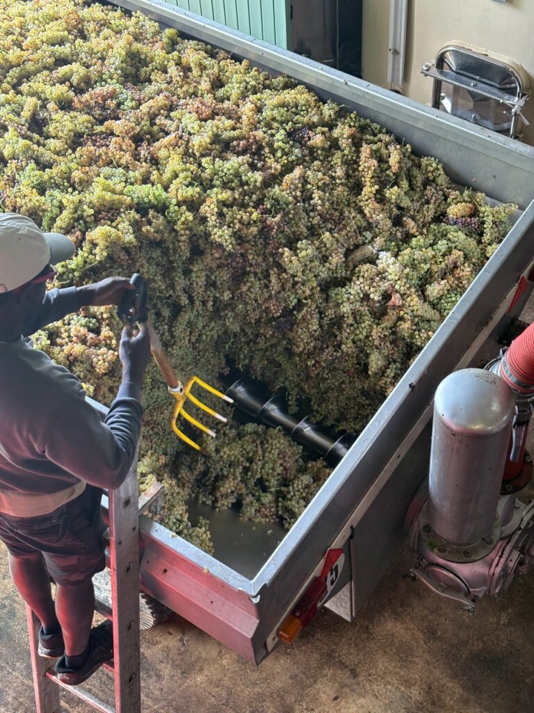 vignes pegau