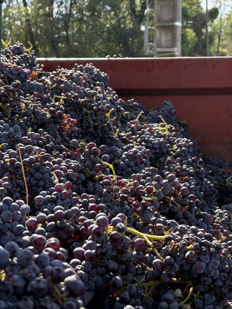 vignes pegau 1