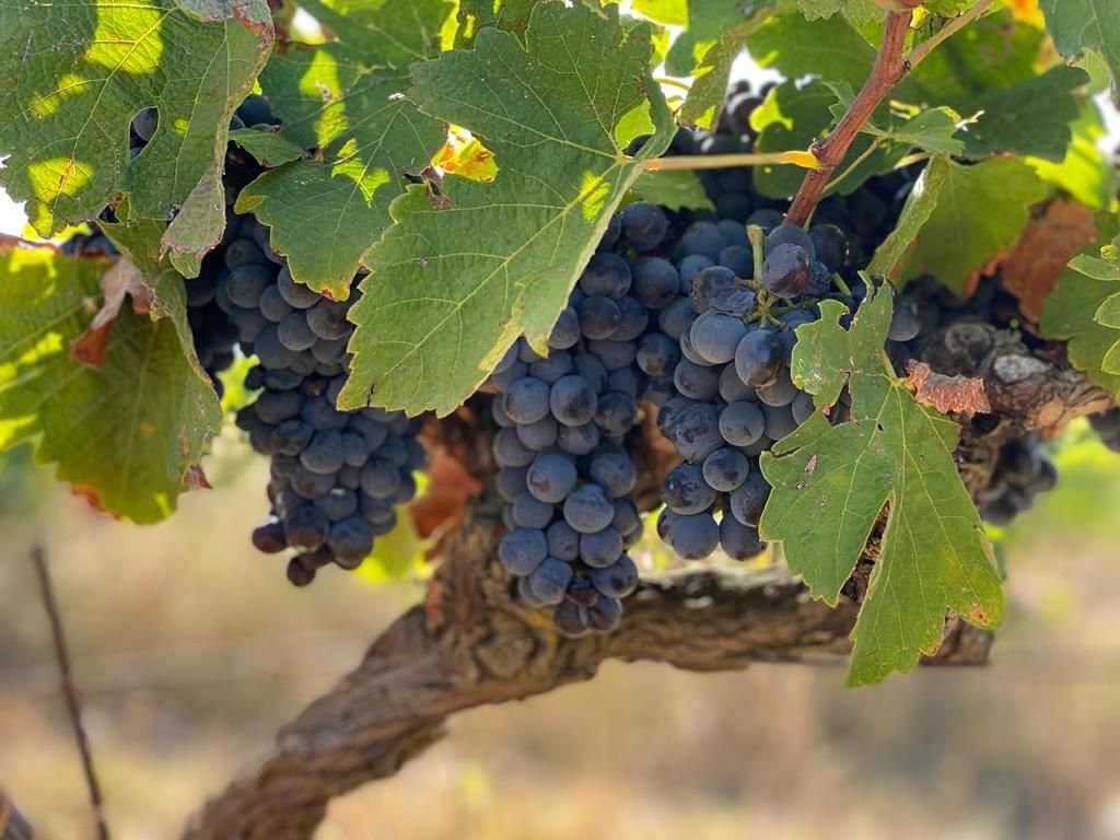 vignes rouge traditionnel pegau