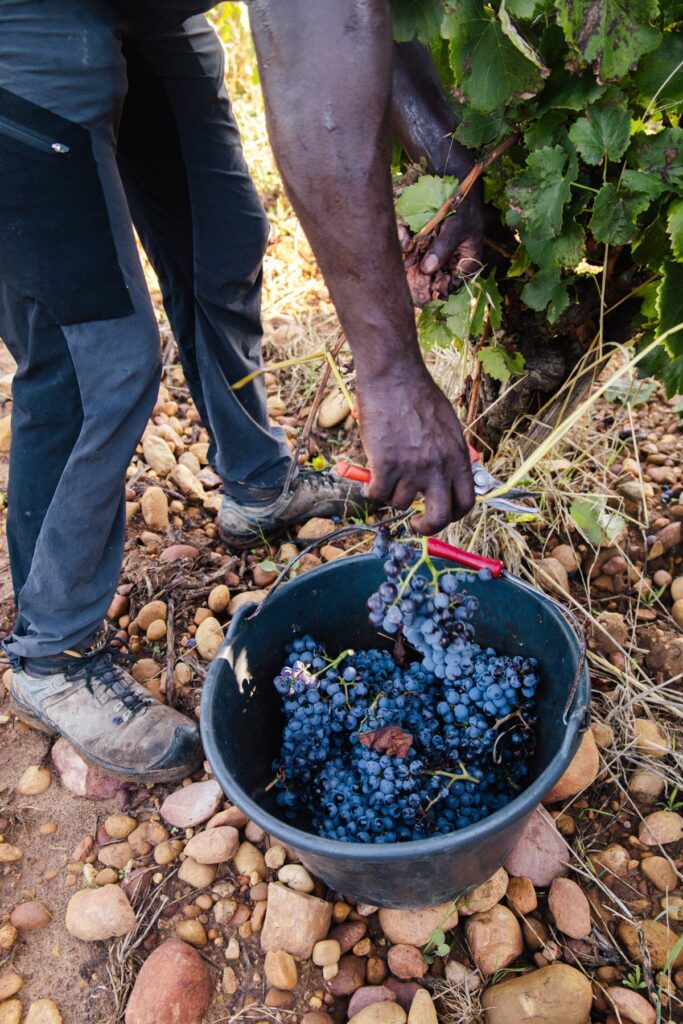 vignes vendanges