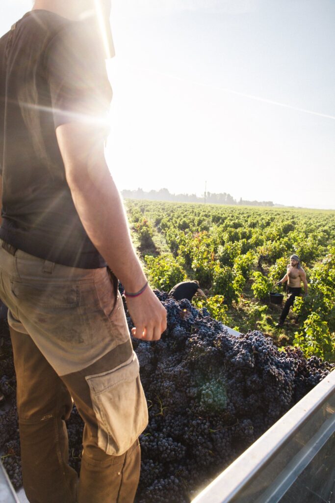 vignes vendanges chateau