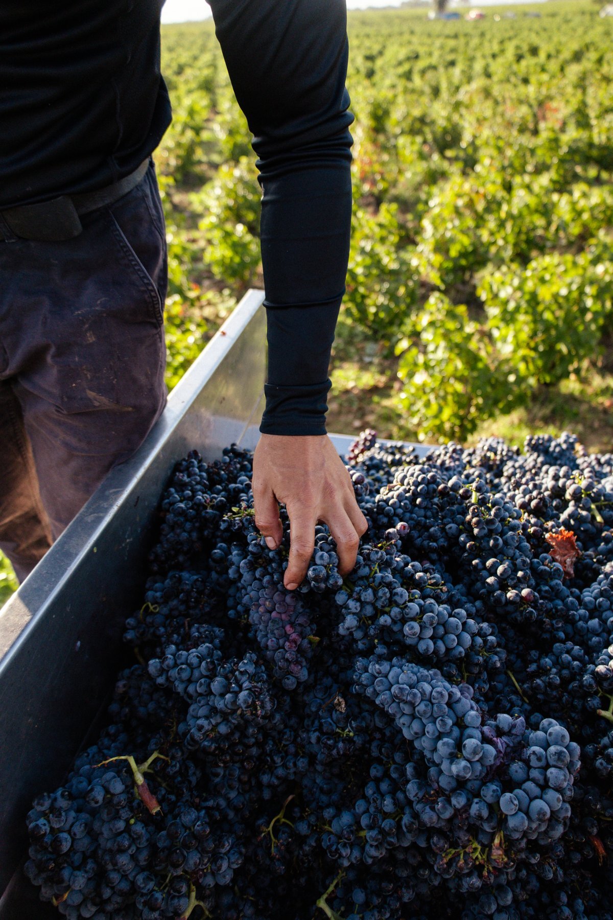vinification en grappes entieres